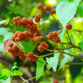 Vörös kamalafa - Etnobotanikai különlegességek az Egzotikus Növények Stúdiója kínálatából